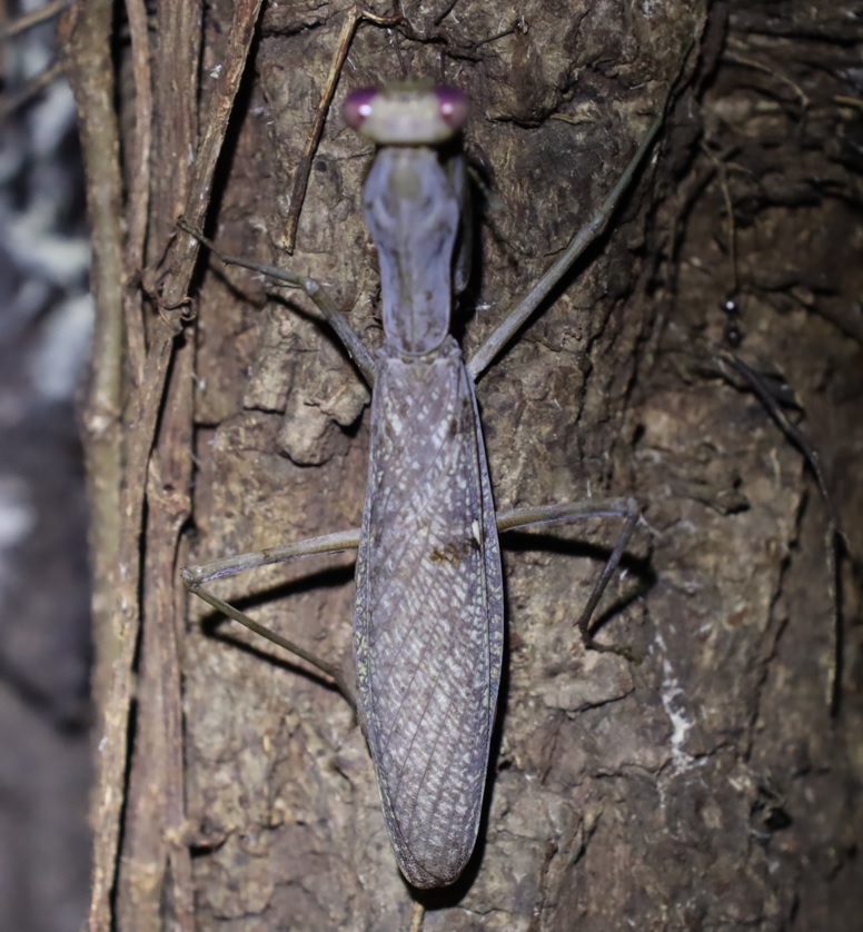 レッドアイ＆グレーボディのハラビロカマキリ （５）_クヌギ-ほったらかしの森_2023年10月3日18時50分気温22.7度